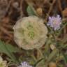 Fotografia 11 da espécie Lomelosia simplex do Jardim Botânico UTAD