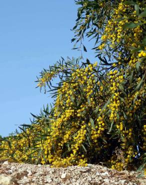 Fotografia 3 da espécie Acacia saligna no Jardim Botânico UTAD