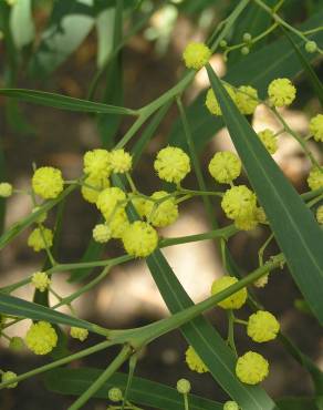 Fotografia 4 da espécie Acacia saligna no Jardim Botânico UTAD