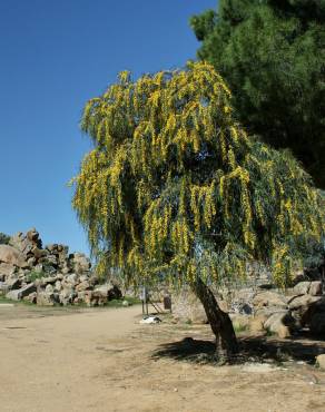 Fotografia 7 da espécie Acacia saligna no Jardim Botânico UTAD