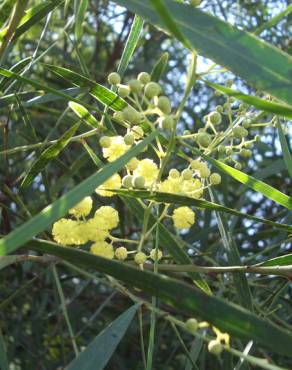 Fotografia 9 da espécie Acacia saligna no Jardim Botânico UTAD
