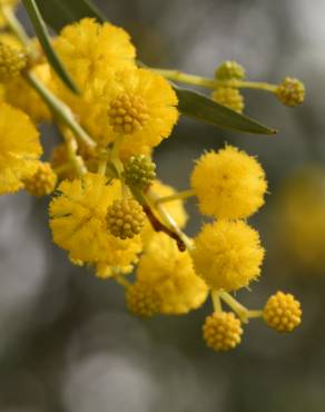 Fotografia 10 da espécie Acacia saligna no Jardim Botânico UTAD