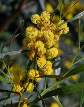 Fotografia 11 da espécie Acacia saligna no Jardim Botânico UTAD