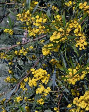 Fotografia 12 da espécie Acacia saligna no Jardim Botânico UTAD