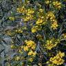 Fotografia 12 da espécie Acacia saligna do Jardim Botânico UTAD