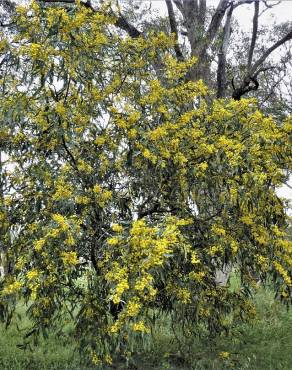 Fotografia 14 da espécie Acacia saligna no Jardim Botânico UTAD
