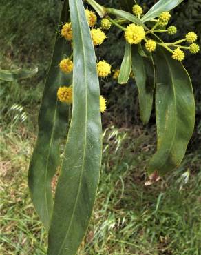 Fotografia 15 da espécie Acacia saligna no Jardim Botânico UTAD