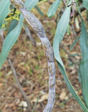 Fotografia 16 da espécie Acacia saligna no Jardim Botânico UTAD