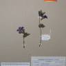 Fotografia de herbário 1 da espécie Viola odorata no Jardim Botânico UTAD