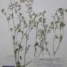 Fotografia de herbário 1 da espécie Trifolium arvense no Jardim Botânico UTAD