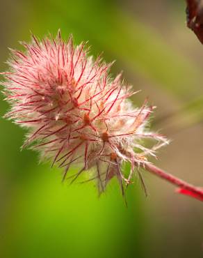 Fotografia 10 da espécie Trifolium arvense var. arvense no Jardim Botânico UTAD