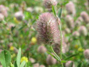 Fotografia da espécie Trifolium arvense var. arvense