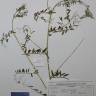 Fotografia de herbário 1 da espécie Vicia villosa no Jardim Botânico UTAD