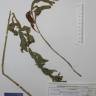 Fotografia de herbário 1 da espécie Echium rosulatum no Jardim Botânico UTAD
