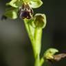 Fotografia 2 da espécie Ophrys fusca do Jardim Botânico UTAD