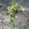 Fotografia 3 da espécie Ophrys fusca do Jardim Botânico UTAD