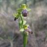 Fotografia 4 da espécie Ophrys fusca do Jardim Botânico UTAD