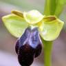 Fotografia 5 da espécie Ophrys fusca do Jardim Botânico UTAD