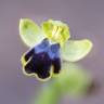 Fotografia 6 da espécie Ophrys fusca do Jardim Botânico UTAD