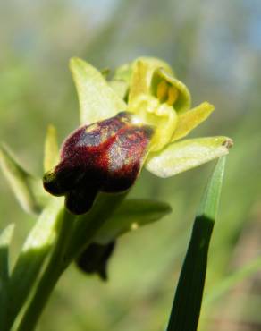 Fotografia 7 da espécie Ophrys fusca no Jardim Botânico UTAD