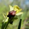 Fotografia 7 da espécie Ophrys fusca do Jardim Botânico UTAD