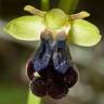 Fotografia 8 da espécie Ophrys fusca do Jardim Botânico UTAD