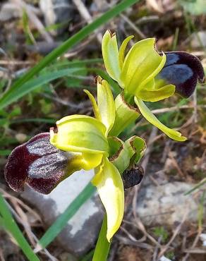 Fotografia 9 da espécie Ophrys fusca no Jardim Botânico UTAD
