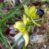 Fotografia 9 da espécie Ophrys fusca do Jardim Botânico UTAD