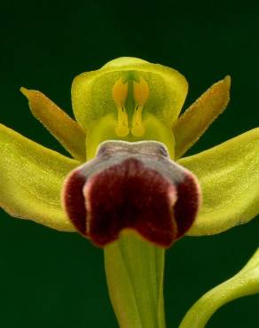 Fotografia 10 da espécie Ophrys fusca no Jardim Botânico UTAD