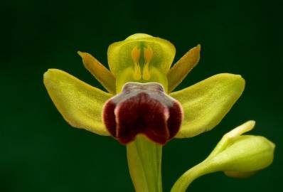 Fotografia da espécie Ophrys fusca