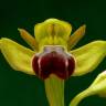 Fotografia 10 da espécie Ophrys fusca do Jardim Botânico UTAD