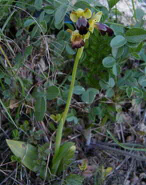 Fotografia 12 da espécie Ophrys fusca no Jardim Botânico UTAD