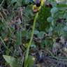 Fotografia 12 da espécie Ophrys fusca do Jardim Botânico UTAD