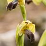 Fotografia 13 da espécie Ophrys fusca do Jardim Botânico UTAD