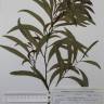 Fotografia de herbário 1 da espécie Acacia cyclops no Jardim Botânico UTAD