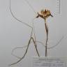 Fotografia de herbário 1 da espécie Iris xiphium no Jardim Botânico UTAD