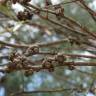Fotografia 10 da espécie Eucalyptus nicholii do Jardim Botânico UTAD