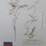 Fotografia de herbário 1 da espécie Callitriche brutia no Jardim Botânico UTAD