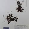 Fotografia de herbário 1 da espécie Saxifraga pubescens no Jardim Botânico UTAD
