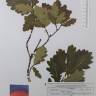 Fotografia de herbário 1 da espécie Quercus orocantabrica x petraea no Jardim Botânico UTAD