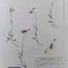 Fotografia de herbário 1 da espécie Campanula arvatica no Jardim Botânico UTAD