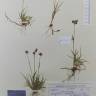 Fotografia de herbário 1 da espécie Luzula campestris no Jardim Botânico UTAD