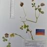 Fotografia de herbário 1 da espécie Trifolium michelianum no Jardim Botânico UTAD