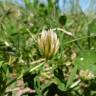 Fotografia 14 da espécie Trifolium michelianum do Jardim Botânico UTAD