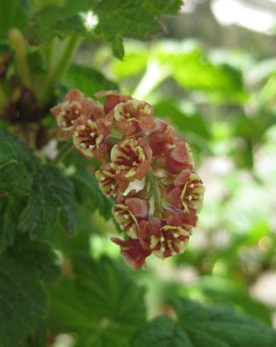 Fotografia de capa Ribes petraeum - do Jardim Botânico