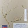 Fotografia de herbário 1 da espécie Carex arenaria no Jardim Botânico UTAD