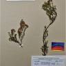 Fotografia de herbário 1 da espécie Erica umbellata no Jardim Botânico UTAD