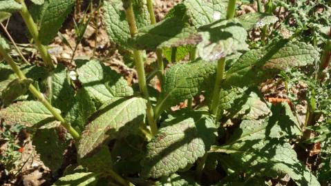 Fotografia da espécie Verbascum virgatum