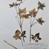Fotografia de herbário 1 da espécie Geranium robertianum no Jardim Botânico UTAD