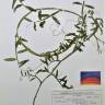Fotografia de herbário 1 da espécie Lathyrus clymenum no Jardim Botânico UTAD